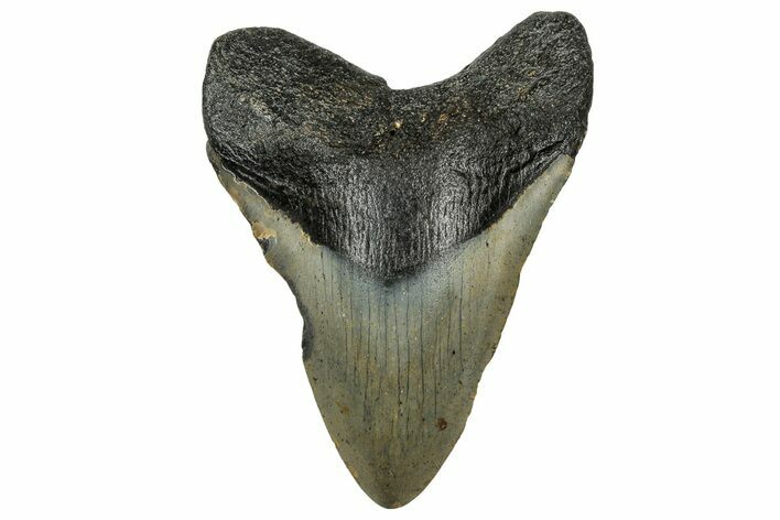 Fossil Megalodon Tooth - North Carolina #328269